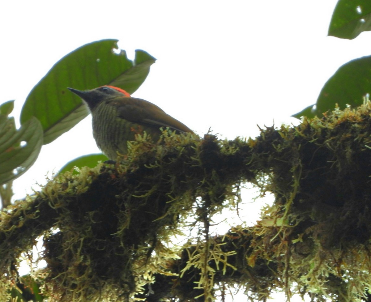 Yellow-vented Woodpecker - ML613529178