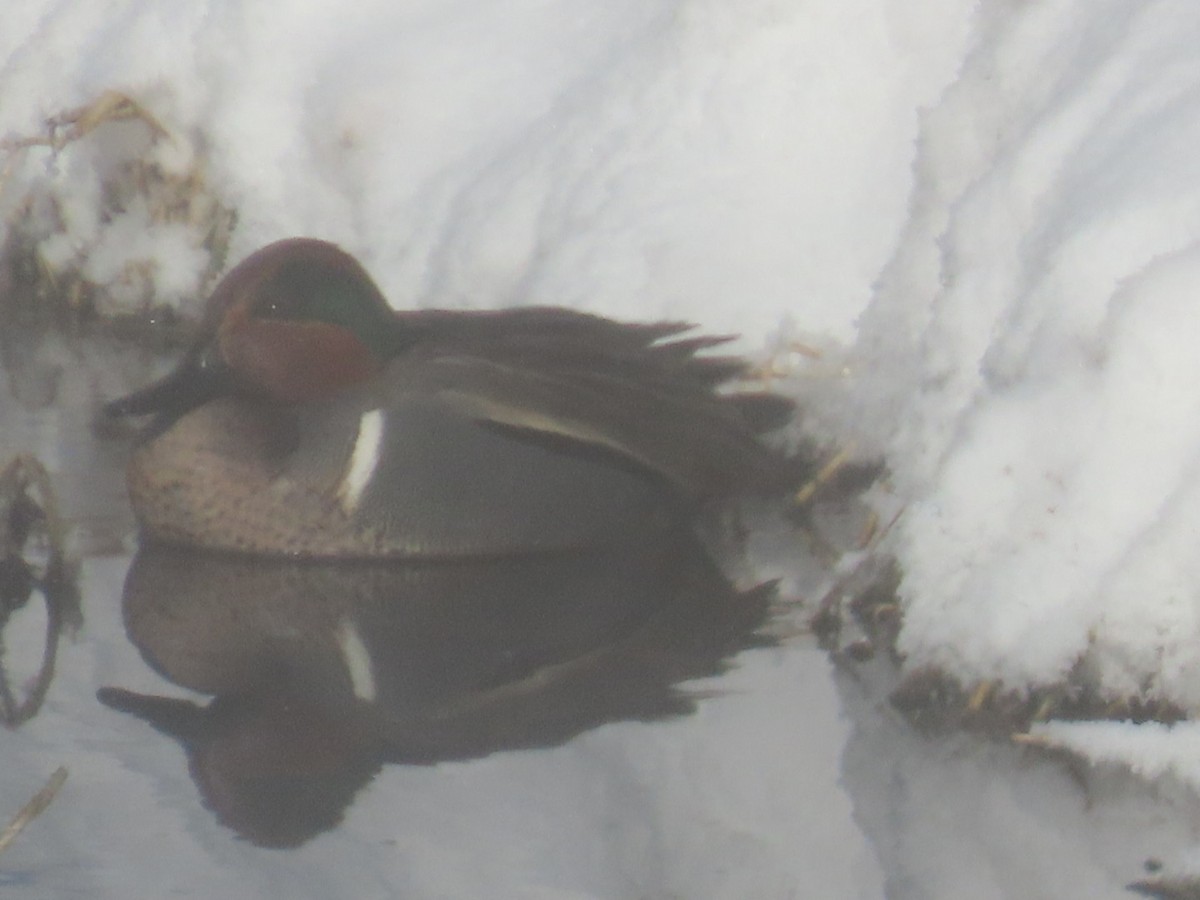 Green-winged Teal - ML613529212