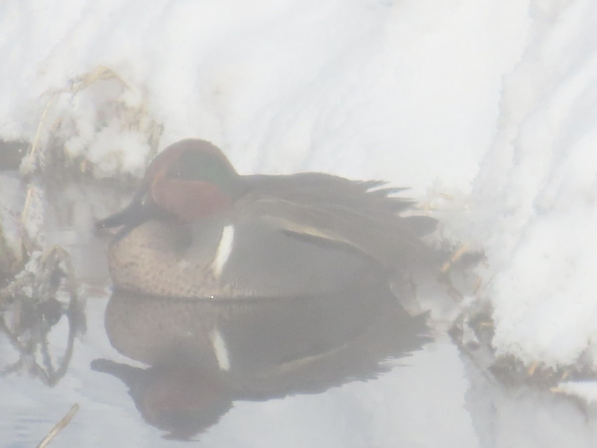 Green-winged Teal - ML613529213