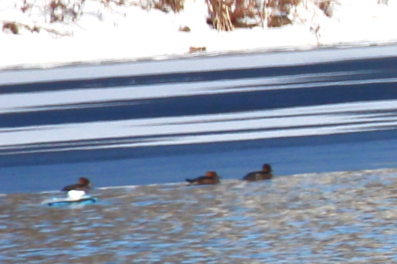 Greater/Lesser Scaup - Theresa Gessing