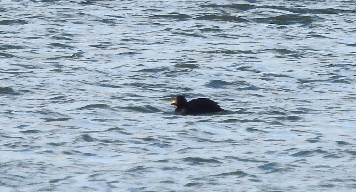 Black Scoter - ML613529273