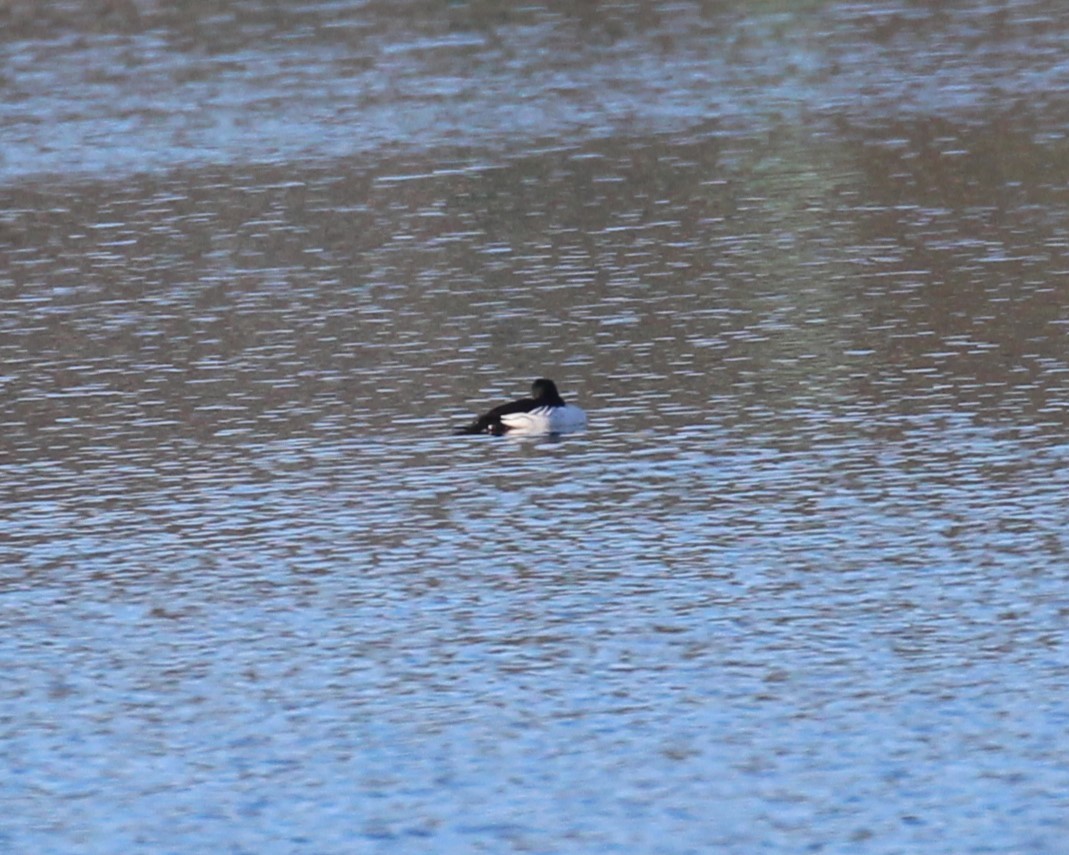 Common Goldeneye - ML613529282