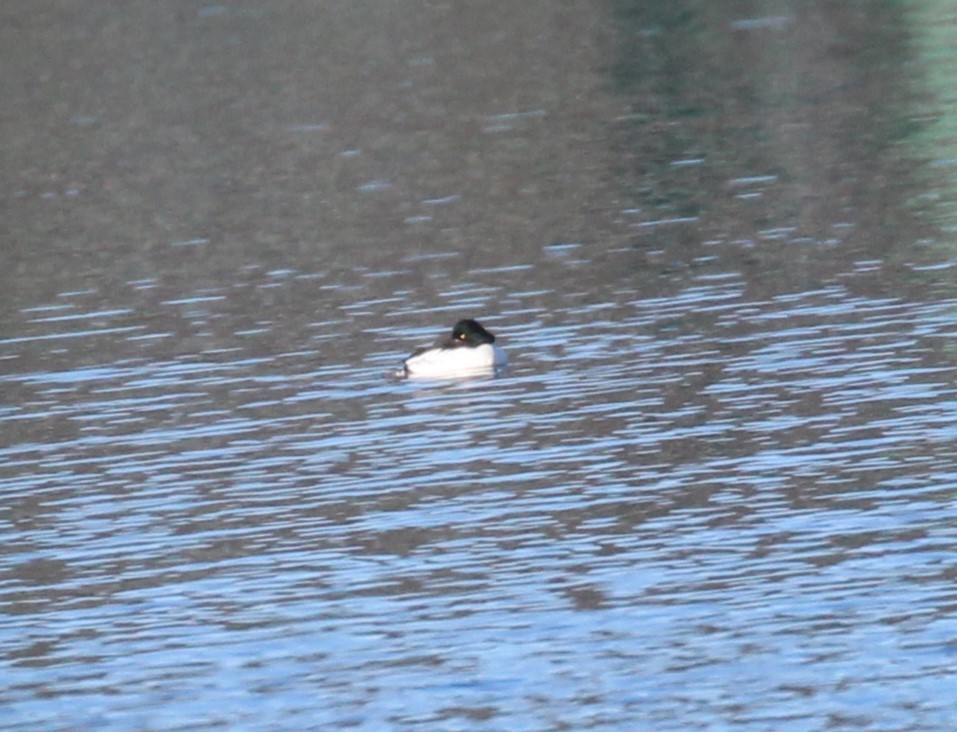 Common Goldeneye - Theresa Gessing