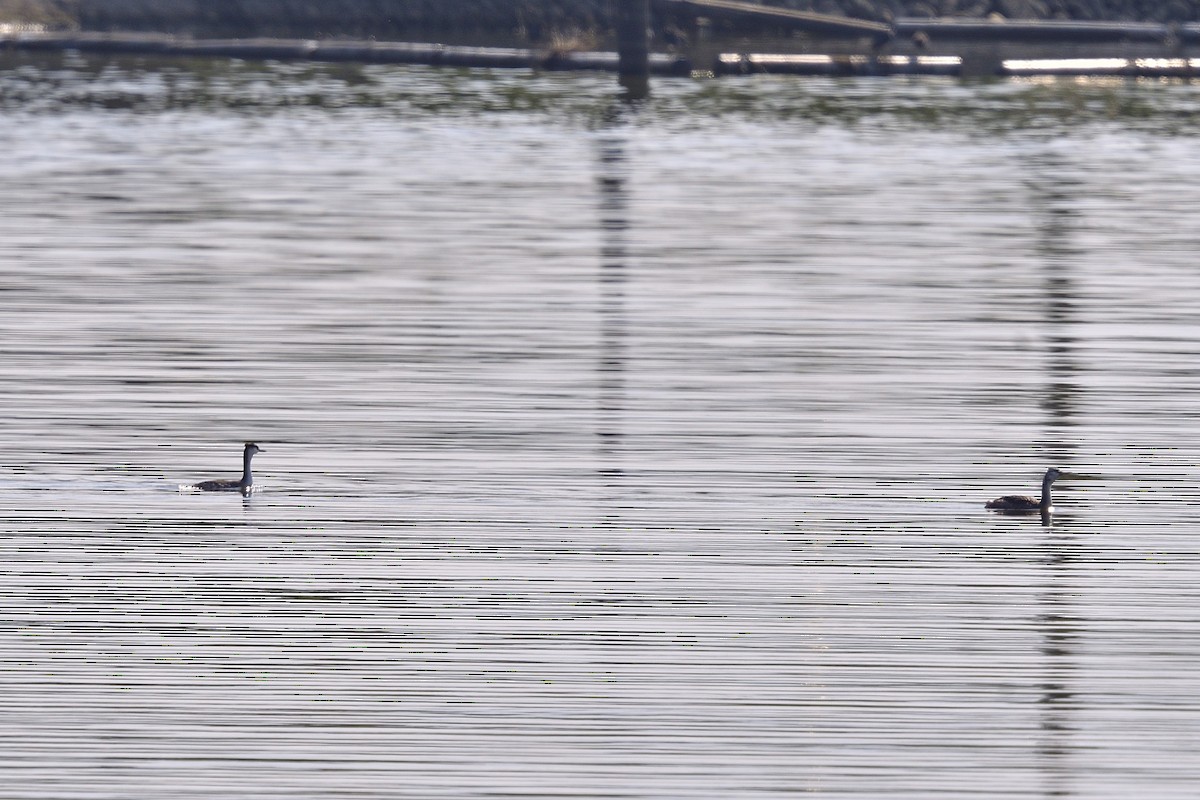Great Crested Grebe - ML613529348