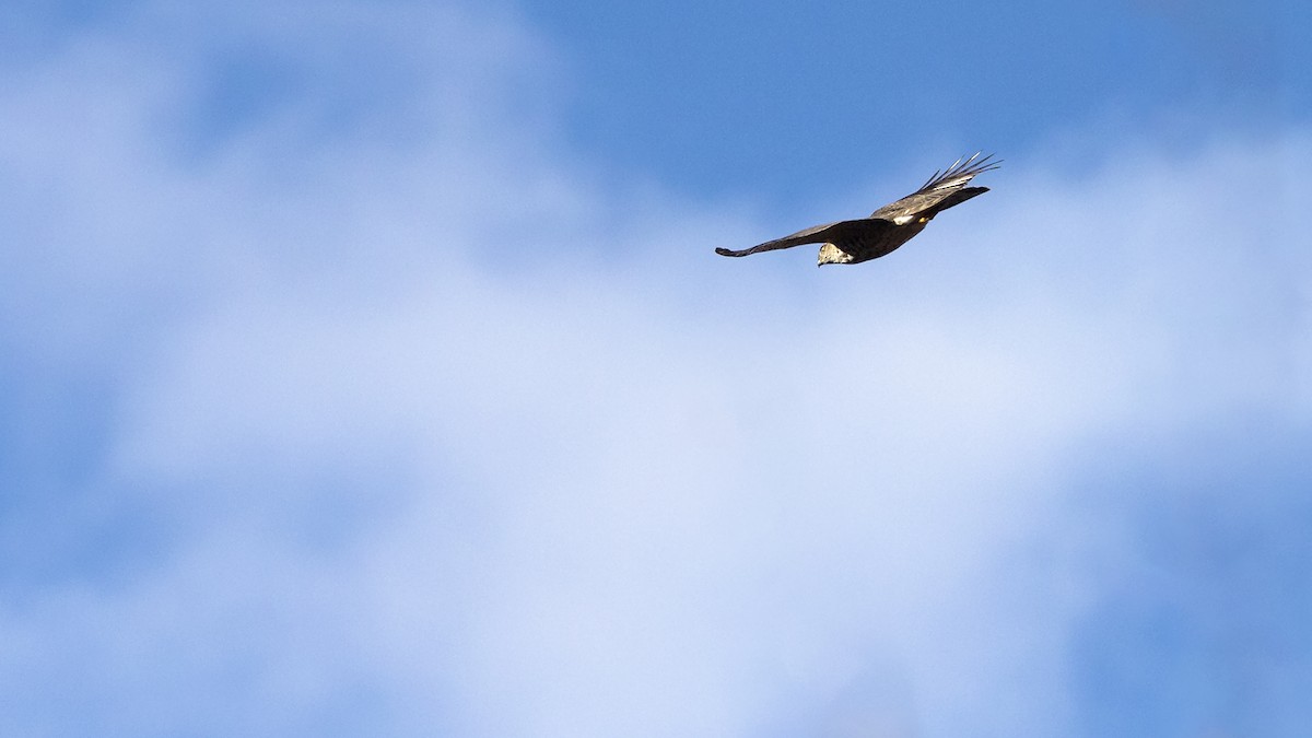 Sharp-shinned Hawk - ML613529498