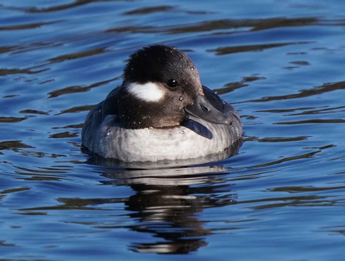 Bufflehead - ML613529501