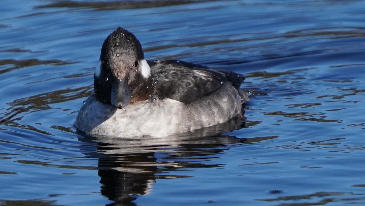 Bufflehead - ML613529502