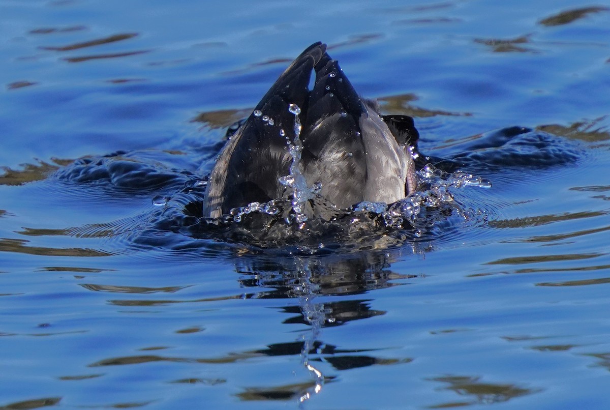 Bufflehead - ML613529503