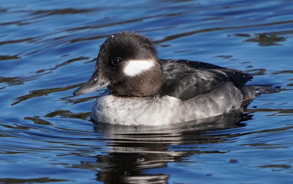 Bufflehead - ML613529504