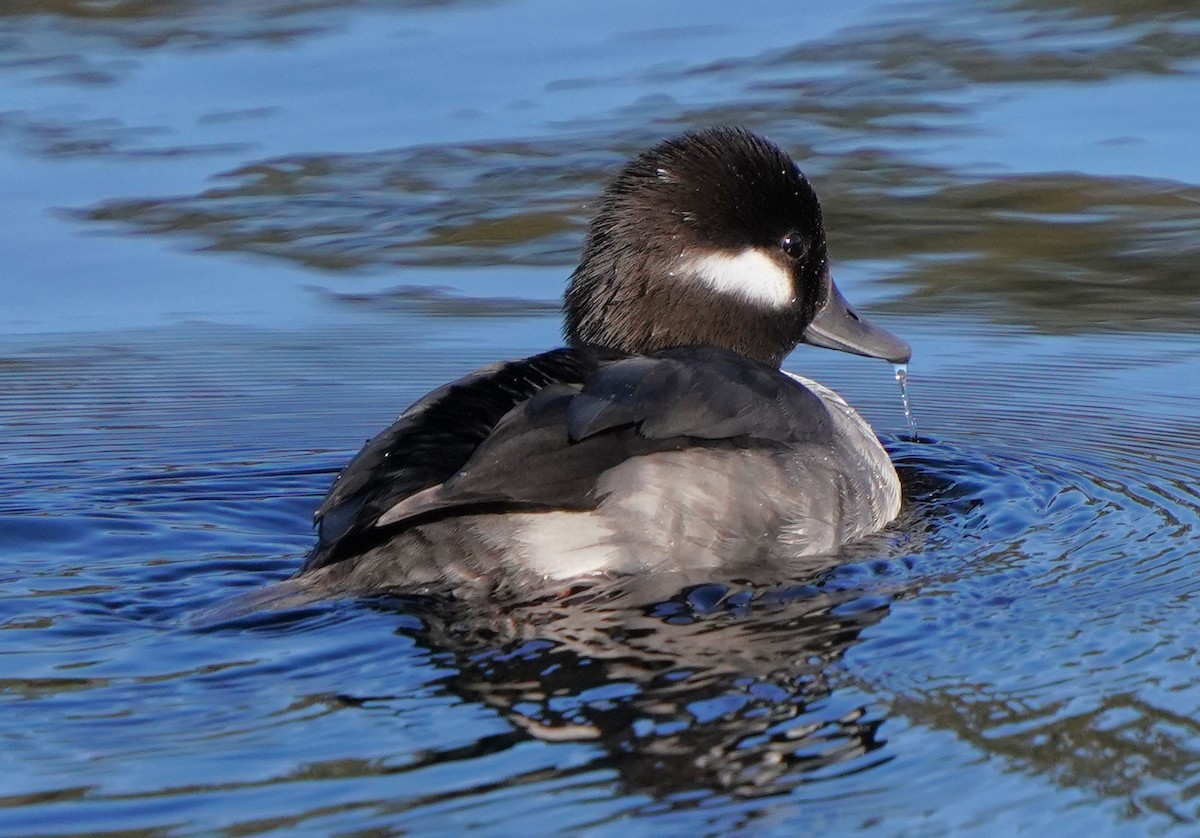 Bufflehead - ML613529505