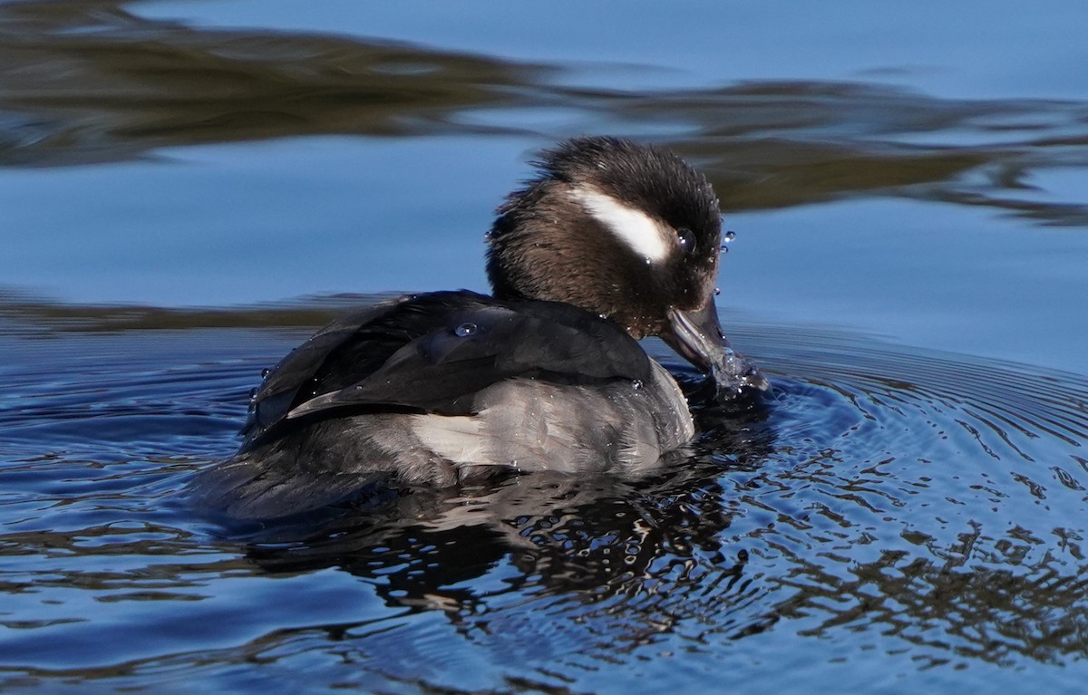 Bufflehead - ML613529506