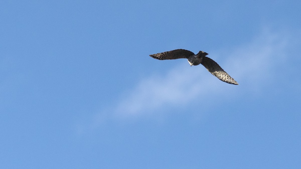 Sharp-shinned Hawk - ML613529513