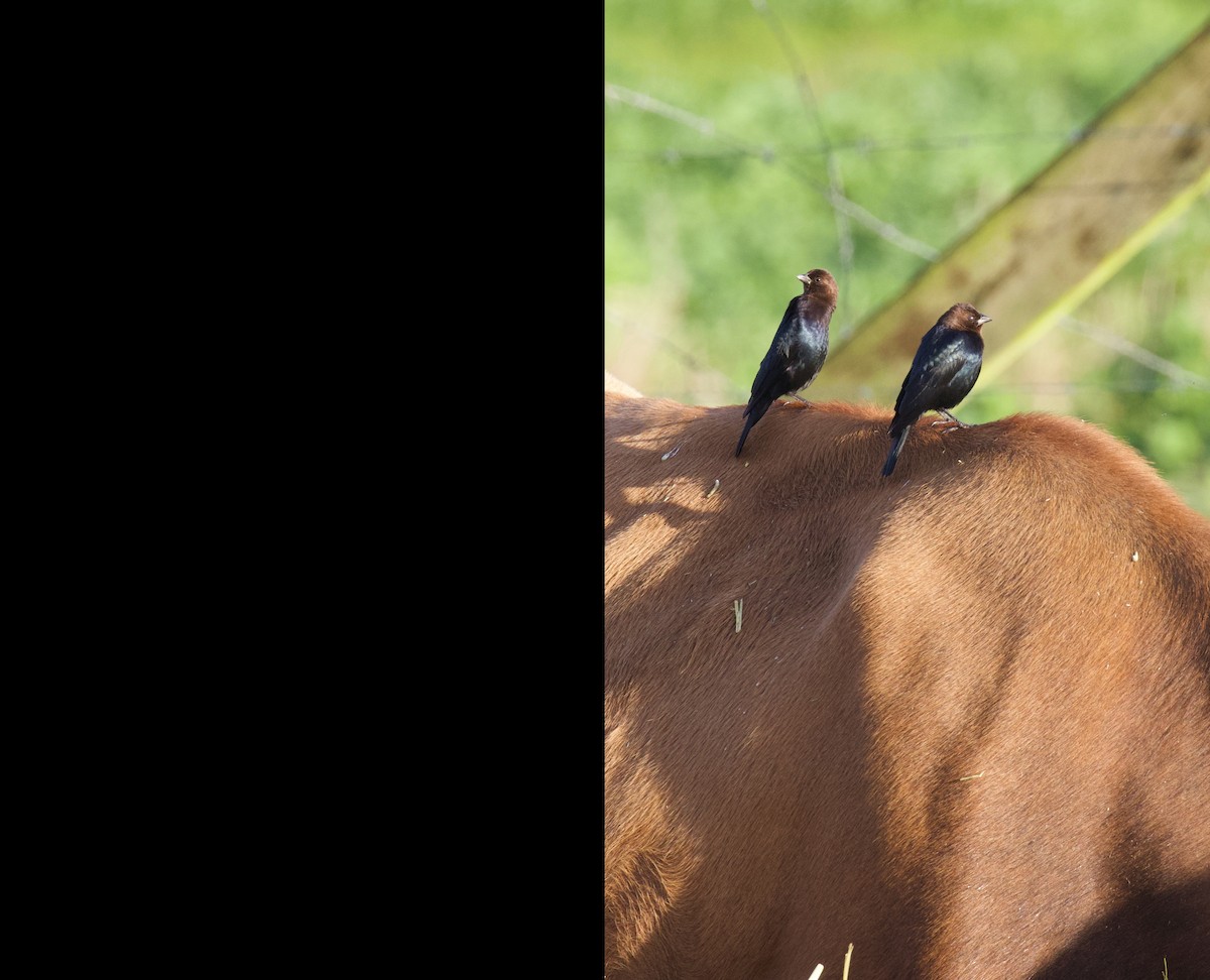 Brown-headed Cowbird - Everett Clark