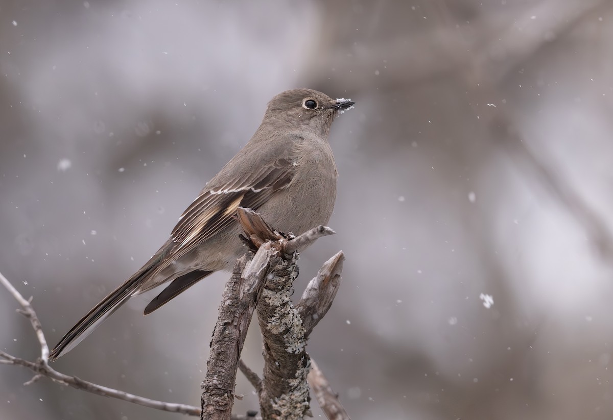 Townsend's Solitaire - ML613529528