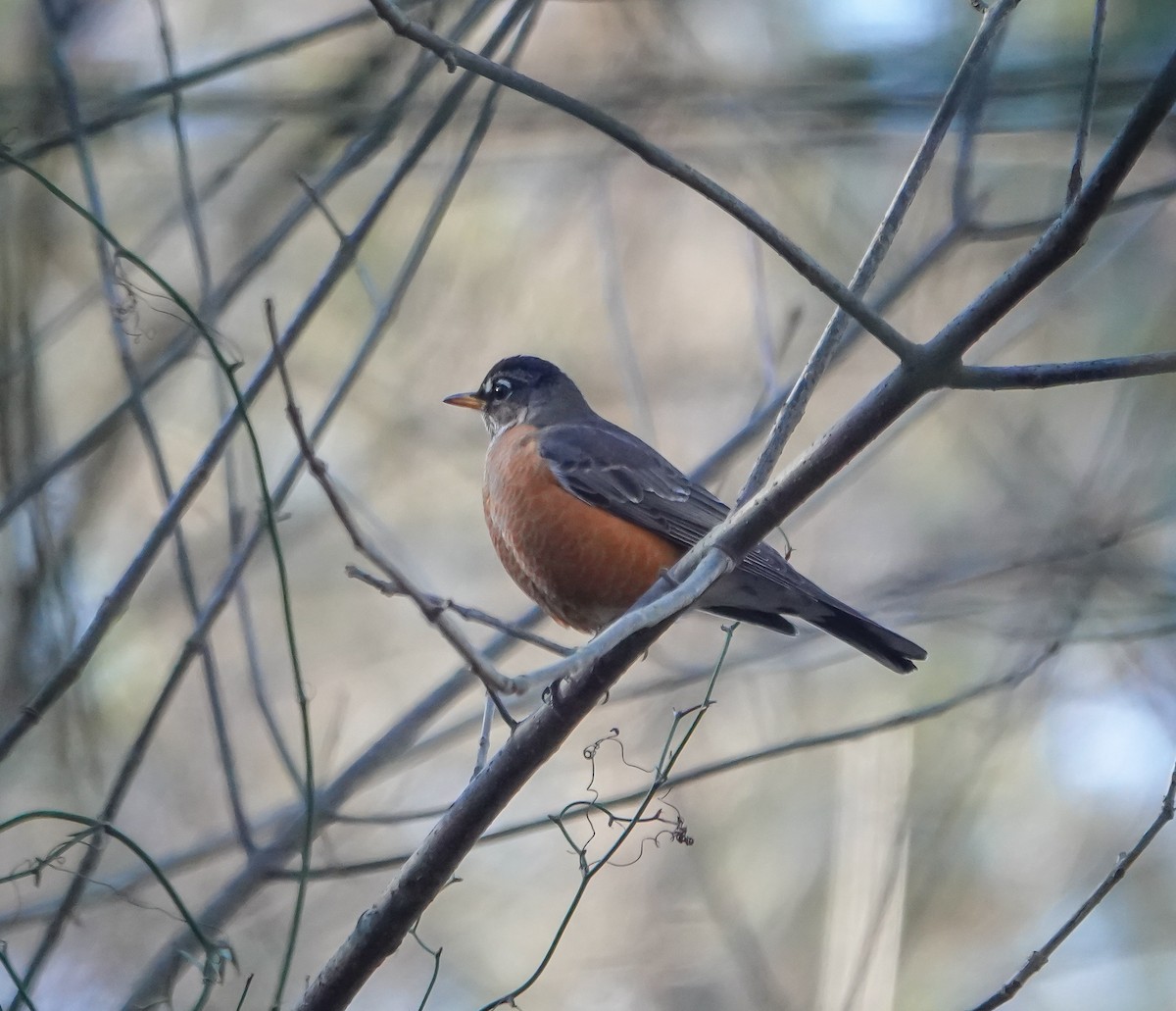 American Robin - ML613529556