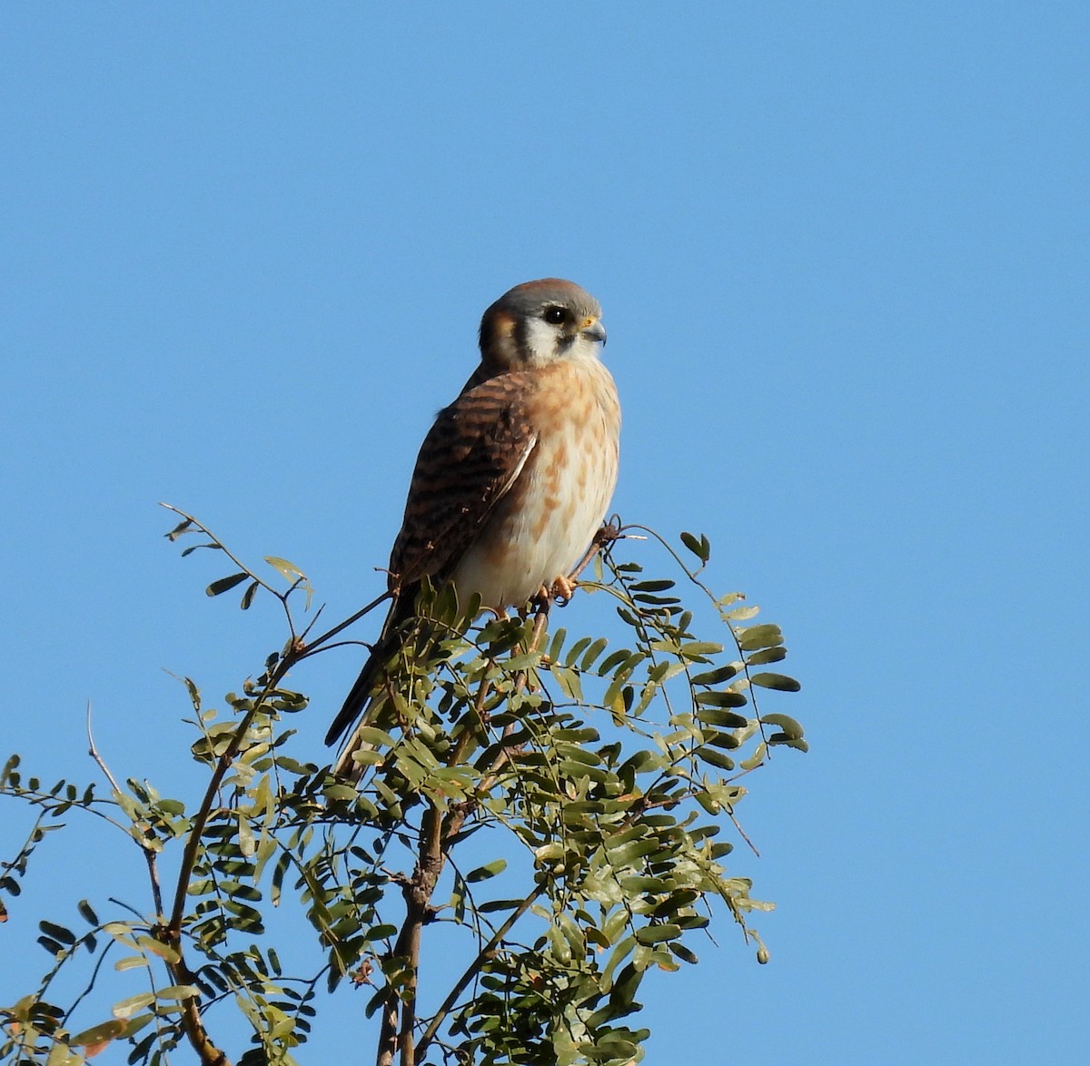 American Kestrel - ML613529592