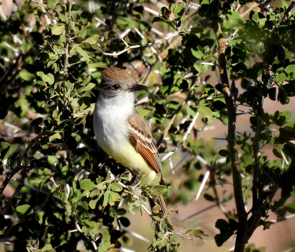 Ash-throated Flycatcher - Mary Tannehill