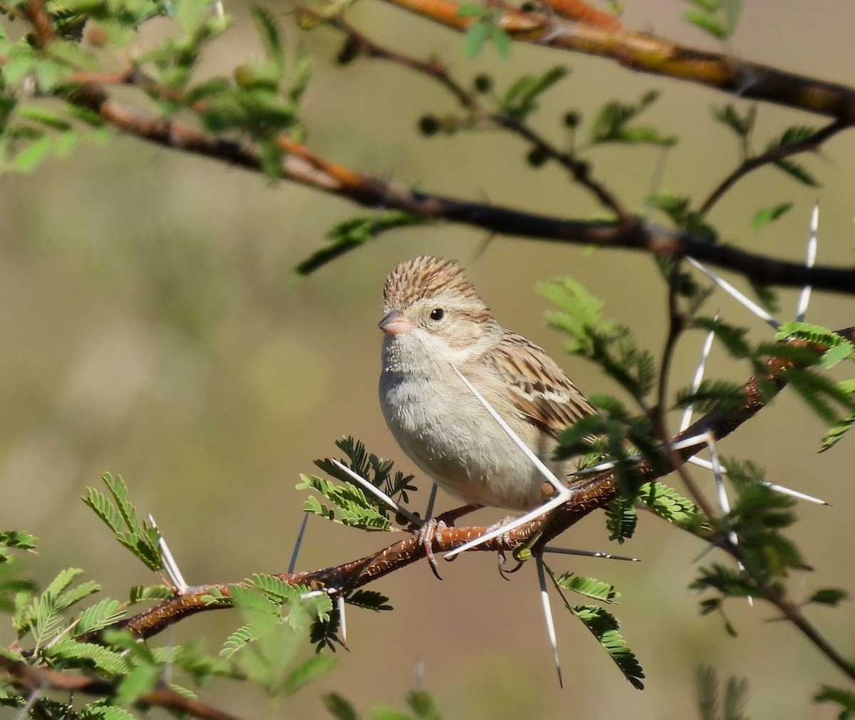 Brewer's Sparrow - Mary Tannehill