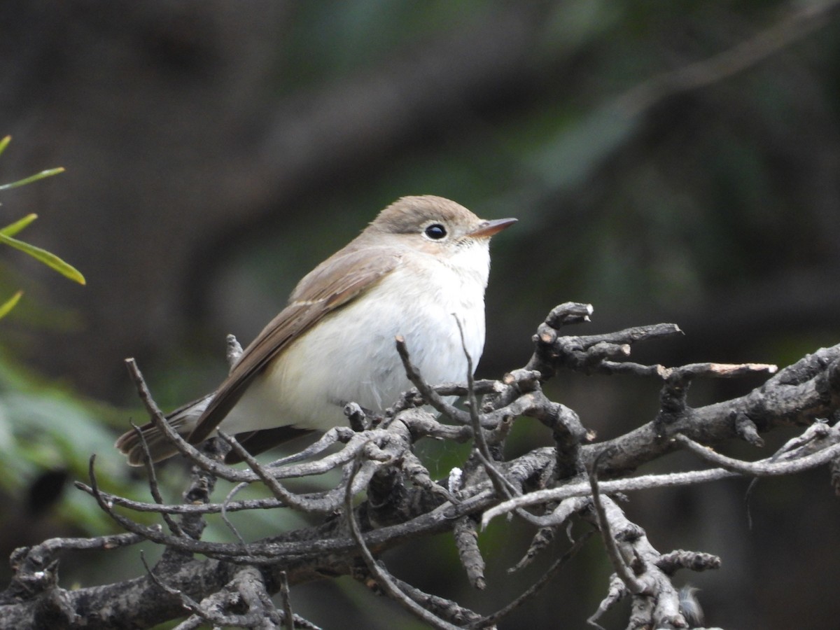 Red-breasted Flycatcher - ML613529662