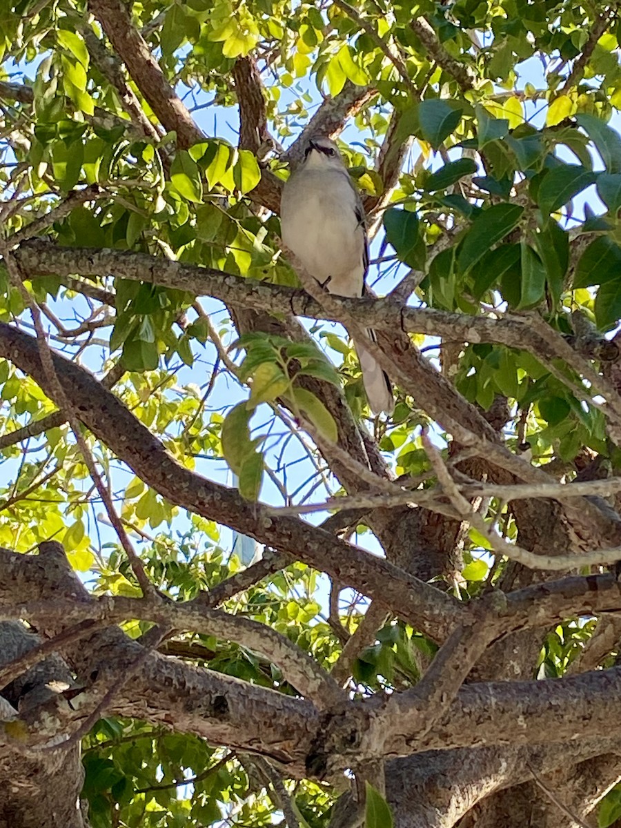 Tropical Mockingbird (Mayan) - ML613529675