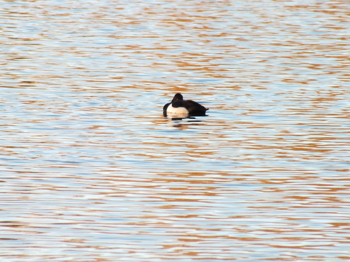 Tufted Duck - ML613529712