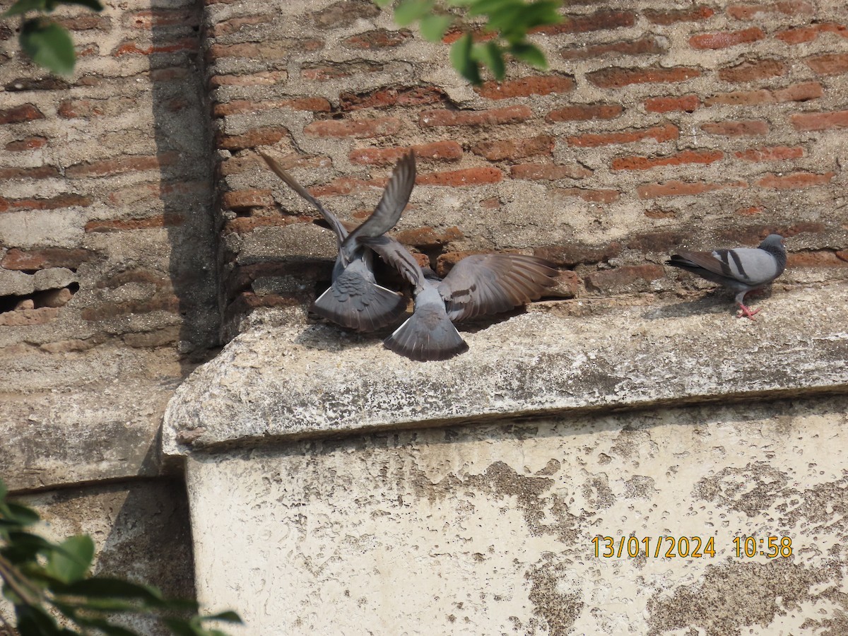 Rock Pigeon (Feral Pigeon) - Shilpa Gadgil