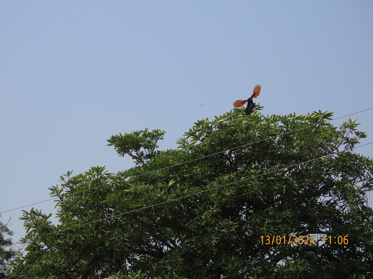 Greater Coucal - Shilpa Gadgil