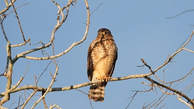 Roadside Hawk - ML613529914