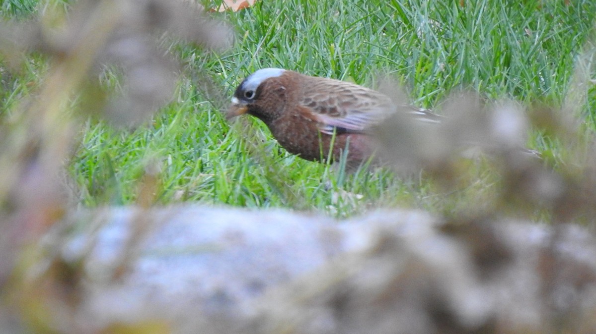 Gray-crowned Rosy-Finch - Desmond J MacNeal