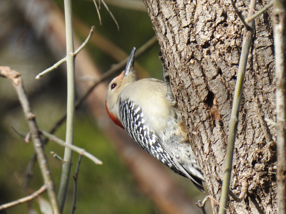 Red-bellied Woodpecker - ML613529960