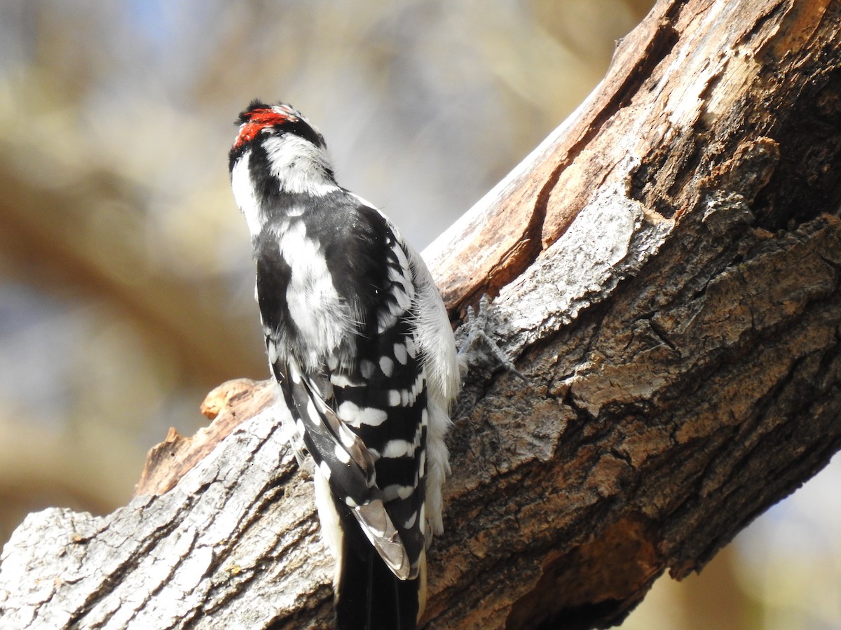 Downy Woodpecker - ML613529988