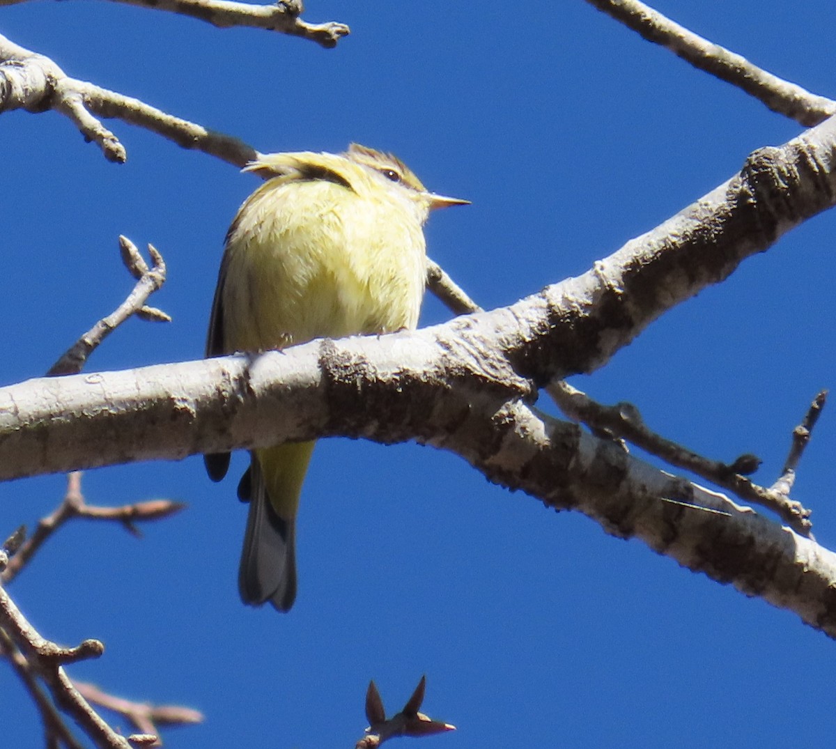 Palm Warbler - ML613530004
