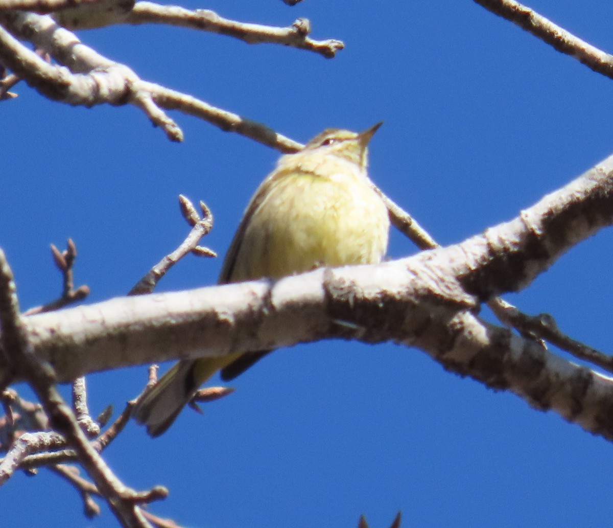 Palm Warbler - ML613530005