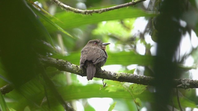 White-whiskered Puffbird - ML613530027