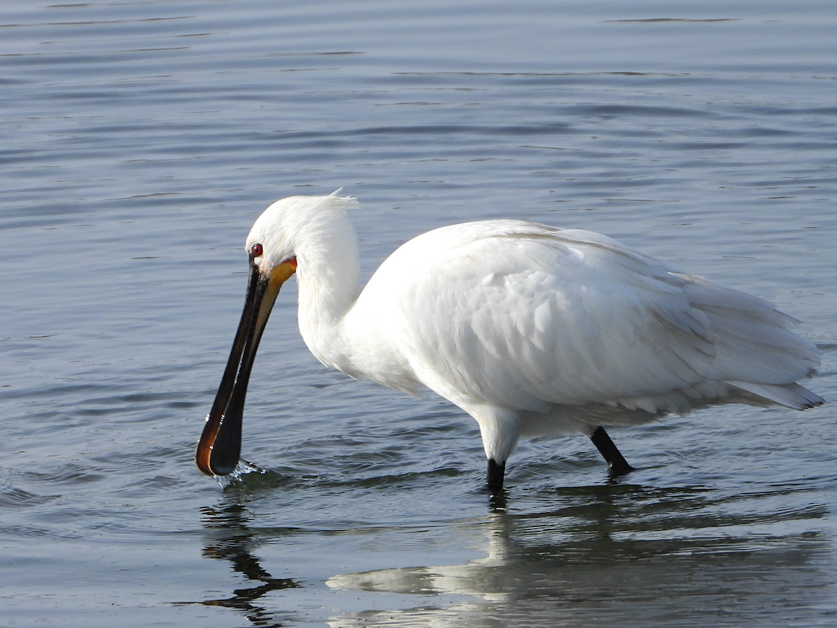 Eurasian Spoonbill - ML613530044