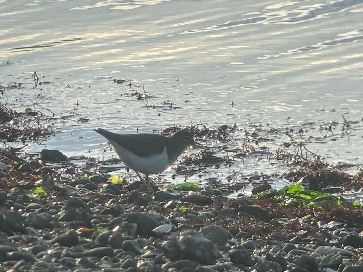 Chevalier grivelé - ML613530244