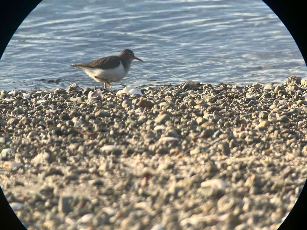 Chevalier grivelé - ML613530245