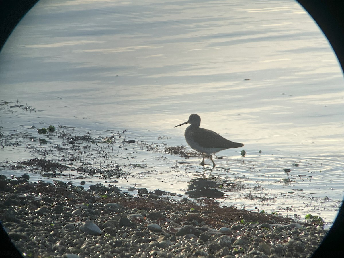 Grand Chevalier - ML613530252