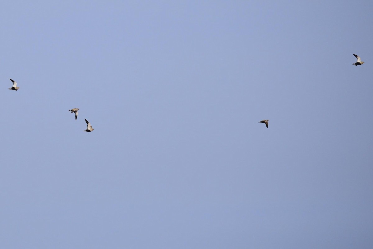 Black-bellied Sandgrouse - ML613530430