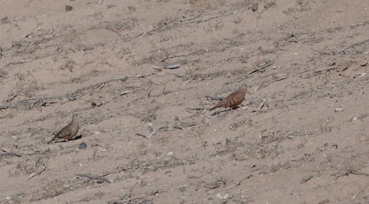 Ruddy Ground Dove - ML613530557