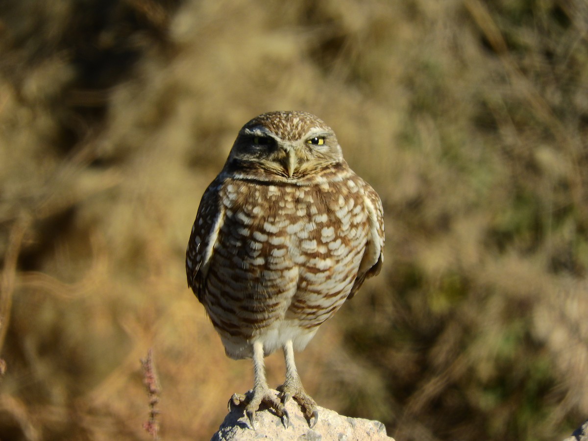 Burrowing Owl - ML613530584
