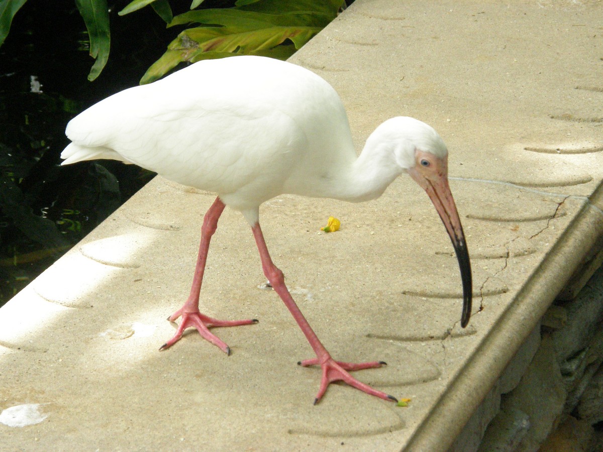 White Ibis - ML613530608