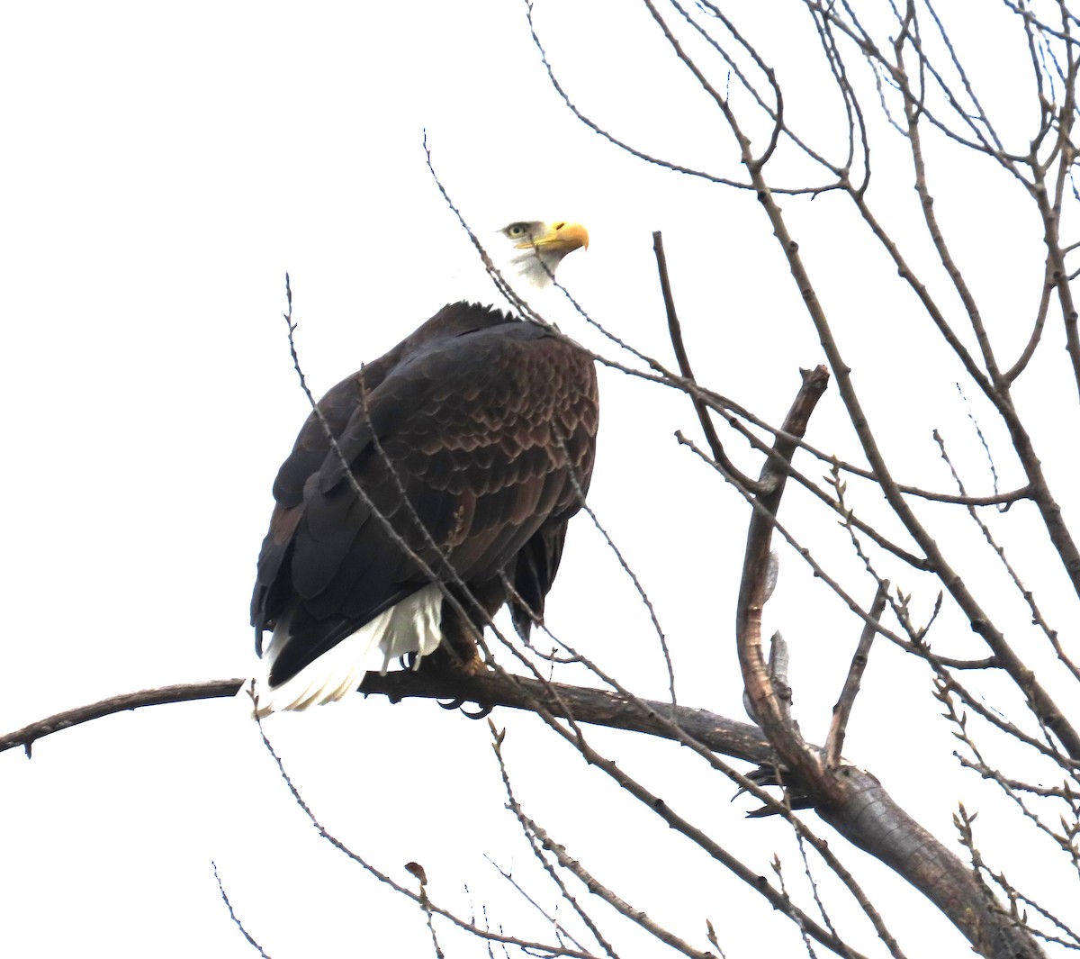 Bald Eagle - Maggie Smith