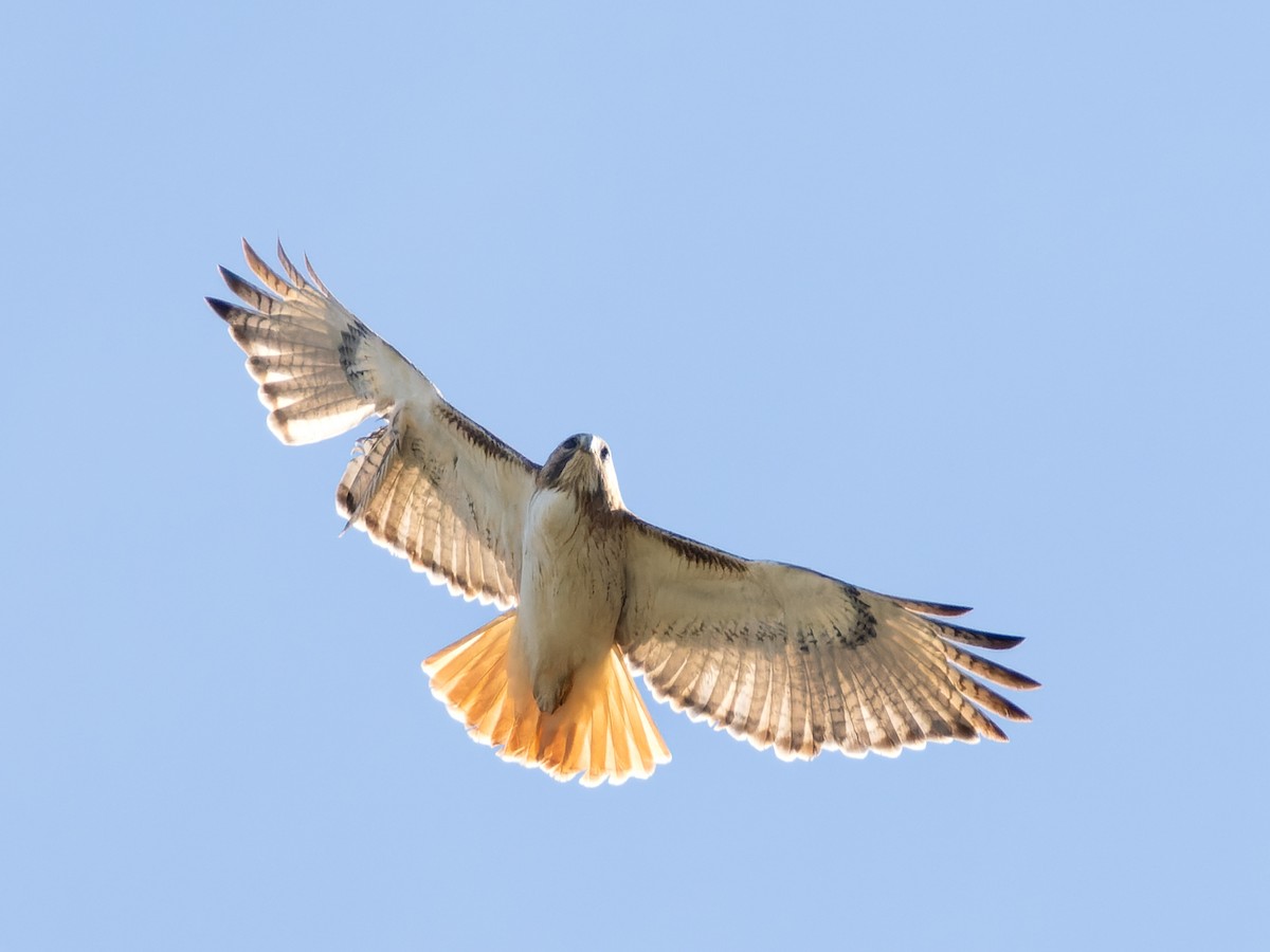 Red-tailed Hawk - ML613530633