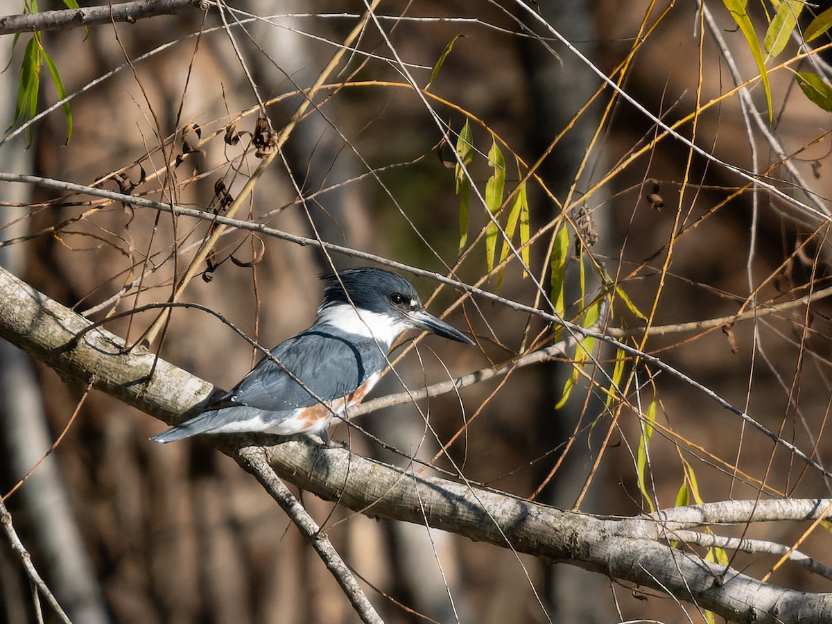Belted Kingfisher - ML613530635