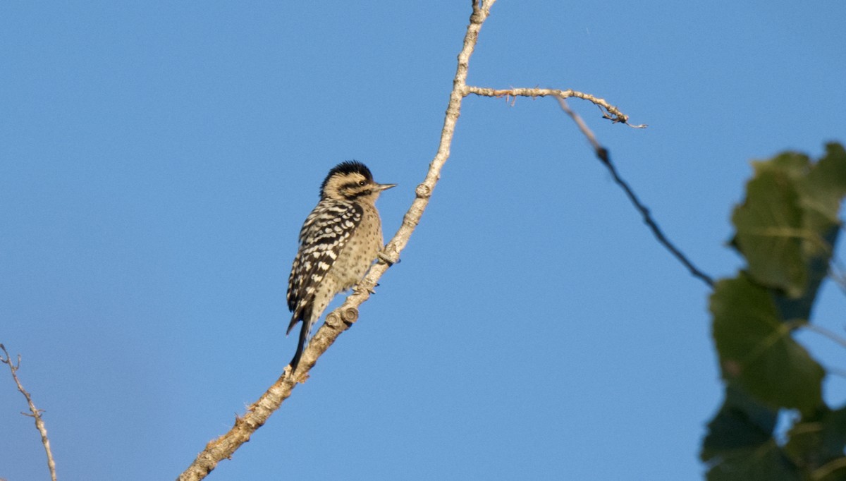 Ladder-backed Woodpecker - ML613530678
