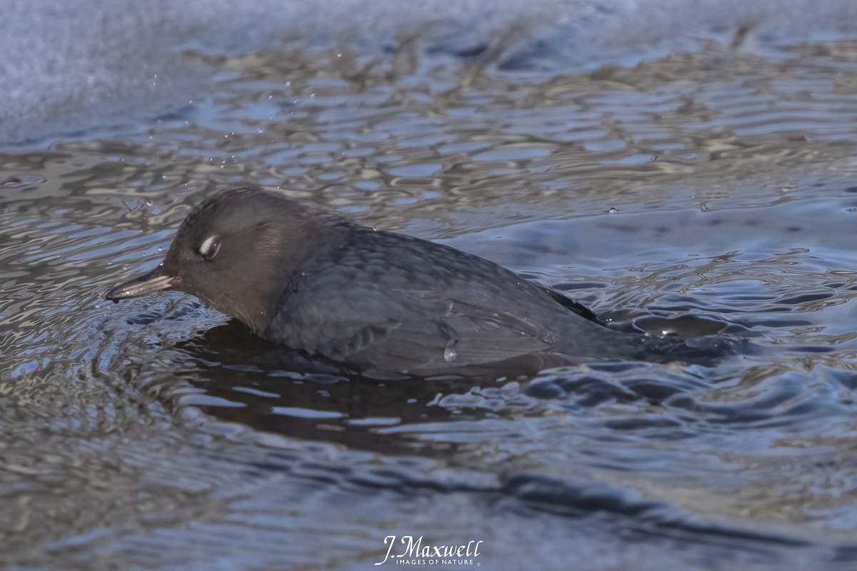 American Dipper - ML613530692