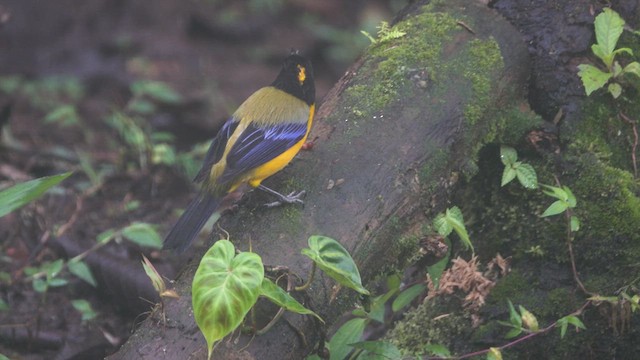 Black-chinned Mountain Tanager - ML613530698