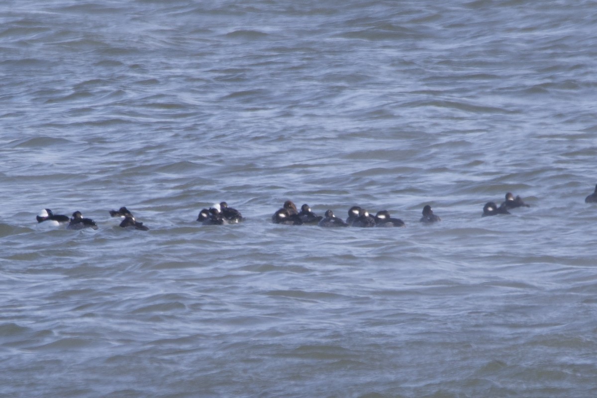 Bufflehead - Greg Hertler