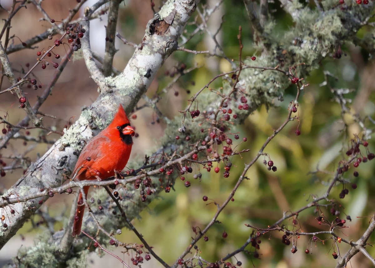 Northern Cardinal - Betsy Staples